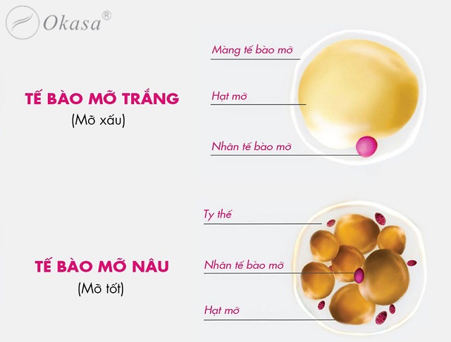 6 loại mỡ thừa trong cơ thể, và cách giảm mỡ