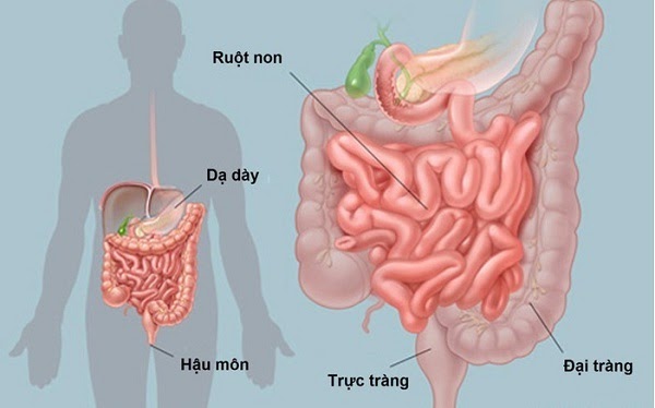 đau bụng dưới rốn kèm đau lưng do tiêu hóa