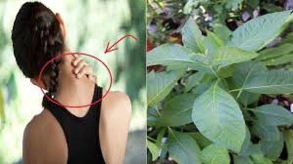 Bài thuốc chữa đau vai gáy bằng thuốc nam