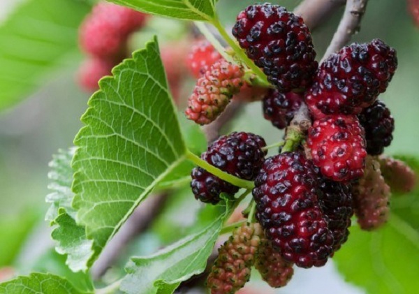 Bài thuốc chữa mất ngủ bằng lá dâu tằm