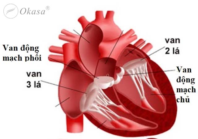 Các bệnh lý thường xảy ra ở van tim