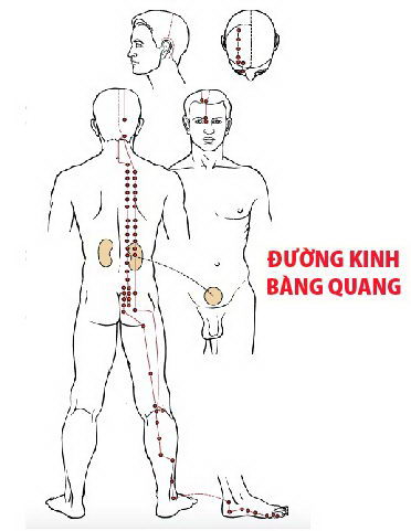 Các Huyệt nằm ở trên đường kinh Bàng quang