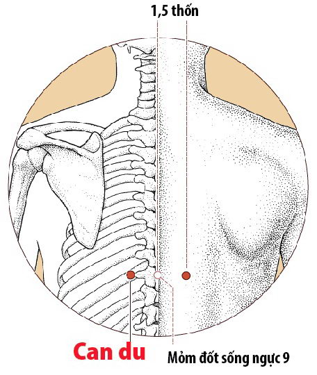 Các Huyệt nằm ở trên đường kinh Bàng quang