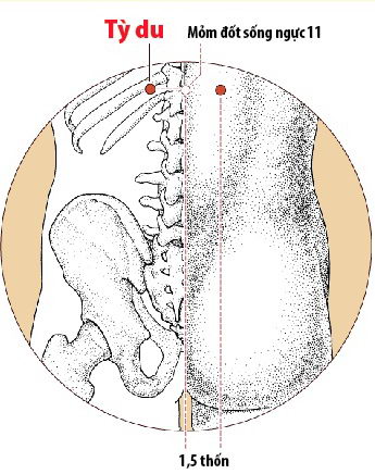 Các Huyệt nằm ở trên đường kinh Bàng quang