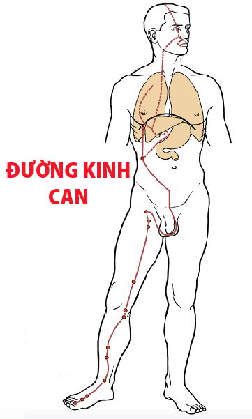 Các Huyệt nằm ở trên đường kinh Can