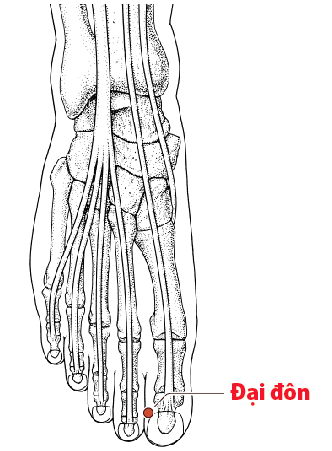 Các Huyệt nằm ở trên đường kinh Can