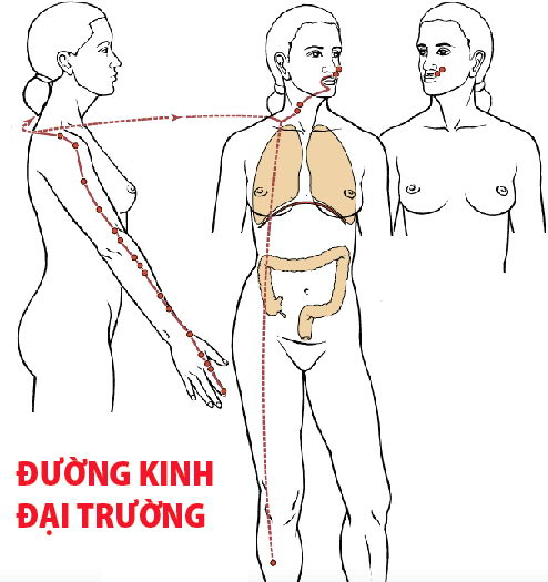 Các Huyệt nằm ở trên đường kinh Đại trường