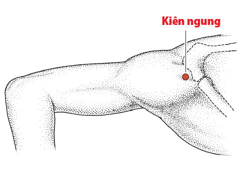 Các Huyệt nằm ở trên đường kinh Đại trường