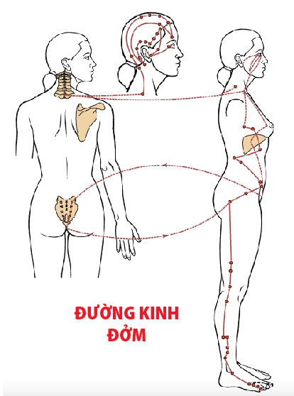 Các Huyệt nằm ở trên đường kinh Đởm