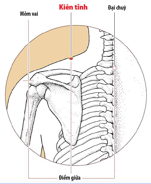 Các Huyệt nằm ở trên đường kinh Đởm