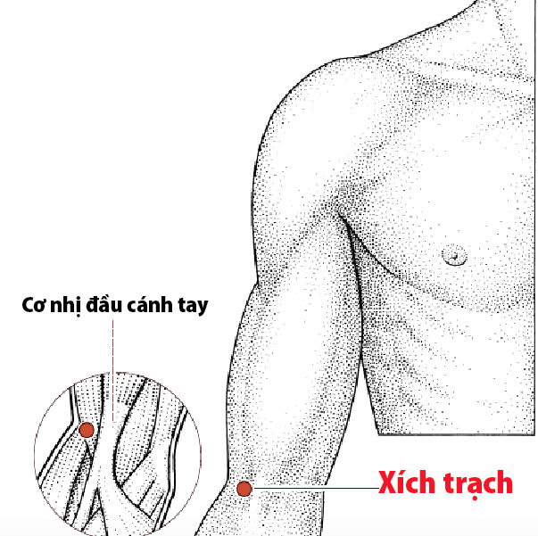 Các Huyệt nằm ở trên đường kinh phế
