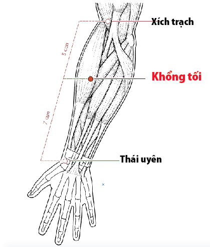 Các Huyệt nằm ở trên đường kinh phế
