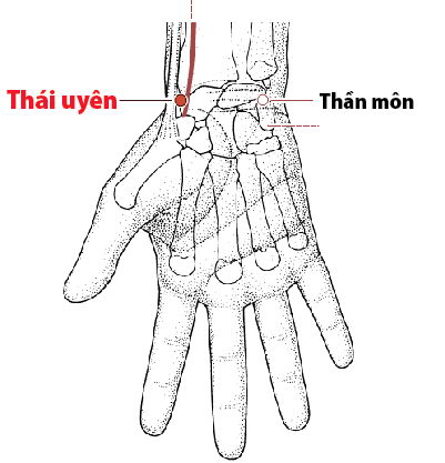Các Huyệt nằm ở trên đường kinh phế