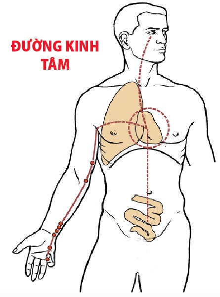 Các Huyệt nằm ở trên đường kinh Tâm