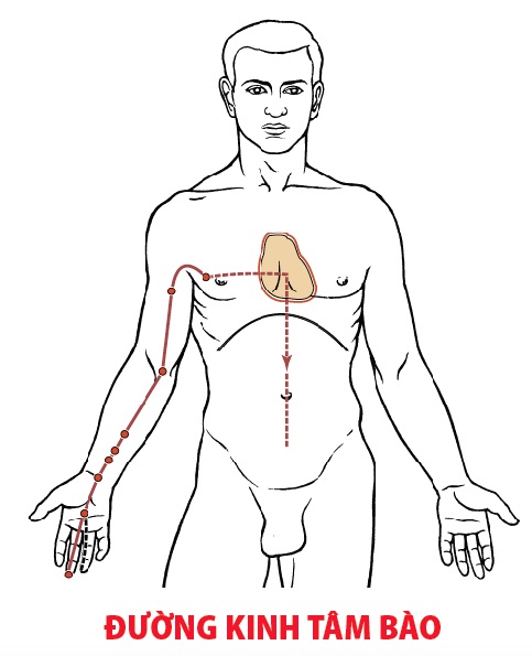 Các Huyệt nằm ở trên đường kinh Tâm bào