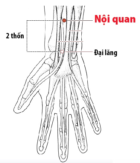 Các Huyệt nằm ở trên đường kinh Tâm bào