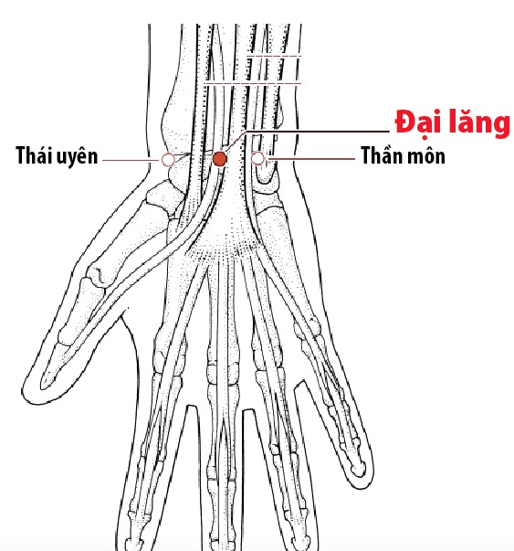 Các Huyệt nằm ở trên đường kinh Tâm bào