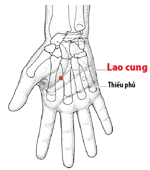 Các Huyệt nằm ở trên đường kinh Tâm bào