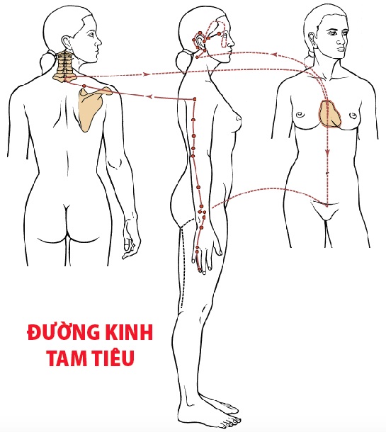 Các Huyệt nằm ở trên đường kinh Tam tiêu