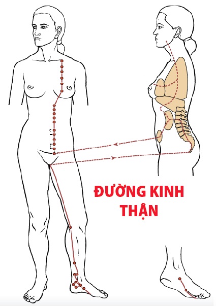 Các Huyệt nằm ở trên đường kinh Thận