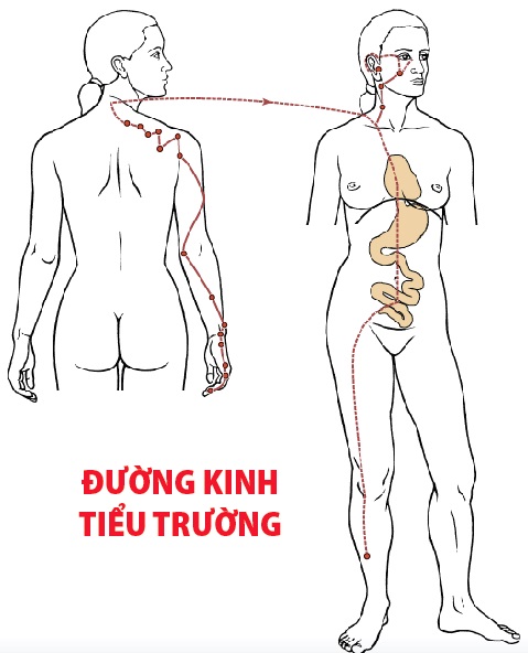 Các Huyệt nằm ở trên đường kinh Tiểu trường