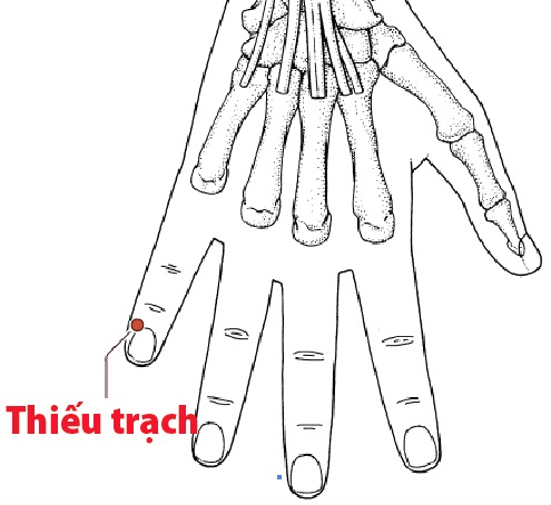 Các Huyệt nằm ở trên đường kinh Tiểu trường