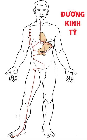 Các Huyệt nằm ở trên đường kinh Tỳ