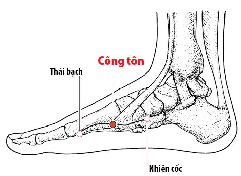 Các Huyệt nằm ở trên đường kinh Tỳ
