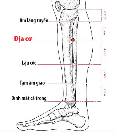 Các Huyệt nằm ở trên đường kinh Tỳ