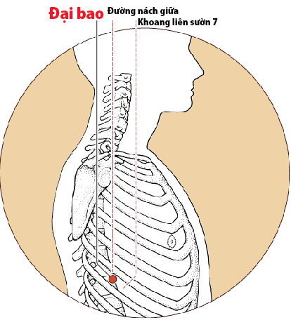 Các Huyệt nằm ở trên đường kinh Tỳ