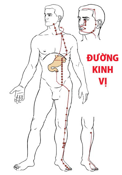 Các huyệt nằm ở trên đường kinh Vị
