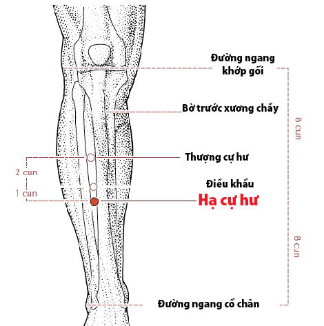Các huyệt nằm ở trên đường kinh Vị