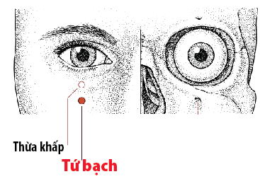 Các huyệt nằm ở trên đường kinh Vị