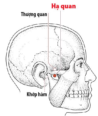 Các huyệt nằm ở trên đường kinh Vị