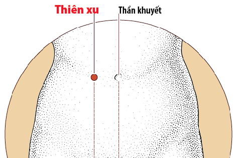 Các huyệt nằm ở trên đường kinh Vị