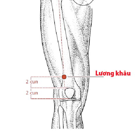 Các huyệt nằm ở trên đường kinh Vị