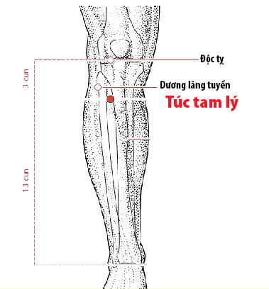 Các huyệt nằm ở trên đường kinh Vị
