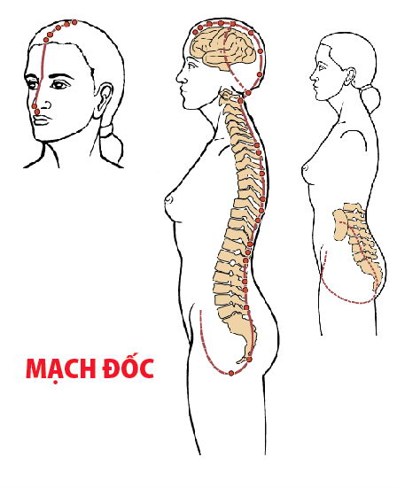 Các huyệt nằm ở trên mạch Đốc