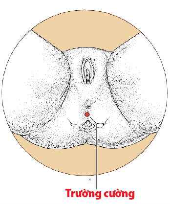 Các huyệt nằm ở trên mạch Đốc