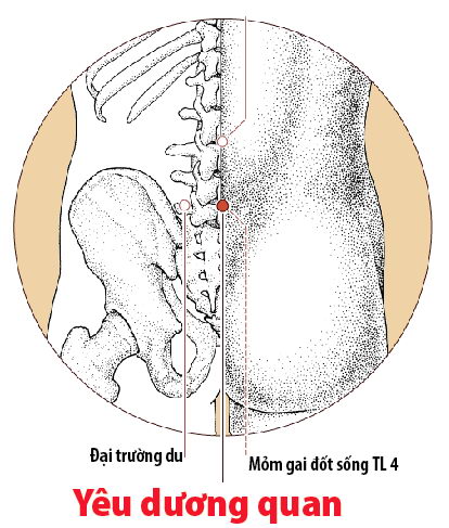 Các huyệt nằm ở trên mạch Đốc