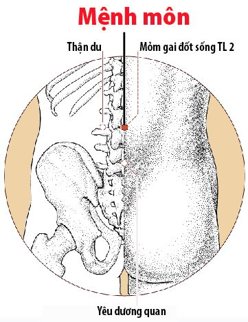 Các huyệt nằm ở trên mạch Đốc