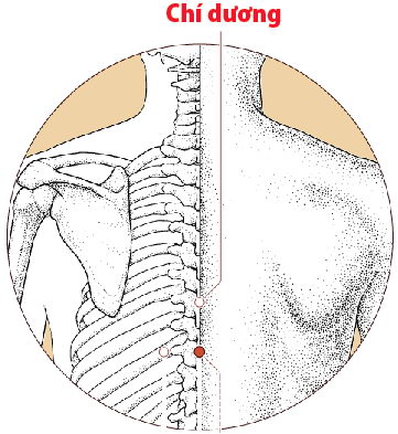 Các huyệt nằm ở trên mạch Đốc