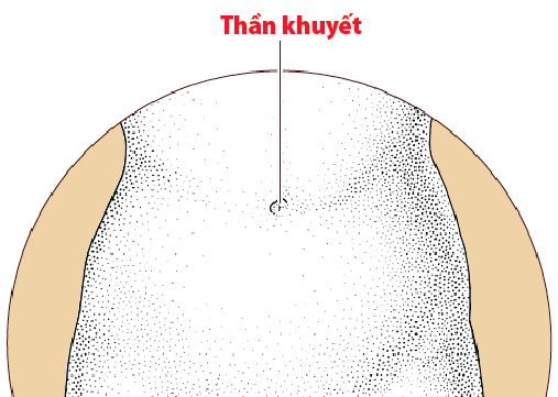 Các Huyệt nằm ở trên mạch Nhâm