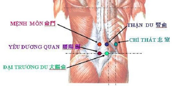 Cách bấm huyệt chữa bệnh đau lưng
