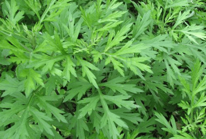 cách chữa đau khớp gối ở người già bằng phương pháp dân gian