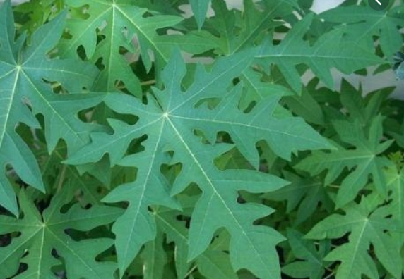 cách chữa trị đau khớp gối ở người già