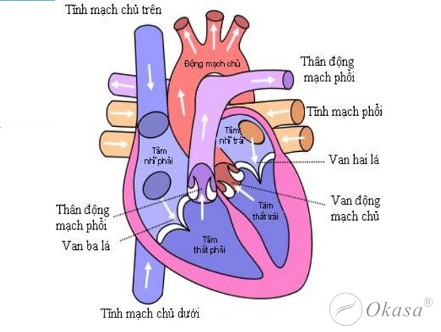 Cấu tạo của tim và tình trạng rung nhĩ