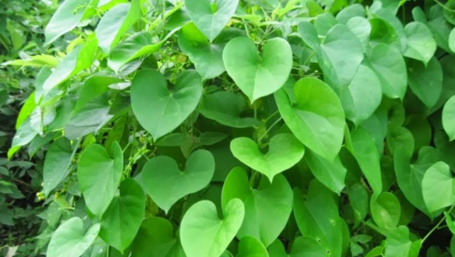 Chữa bệnh đau nhức xương khớp với cây dây đau xương