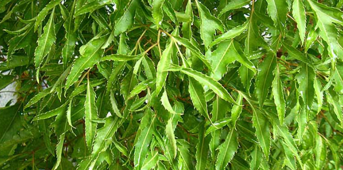 Chữa bệnh đau nhức xương khớp với cây đinh lăng