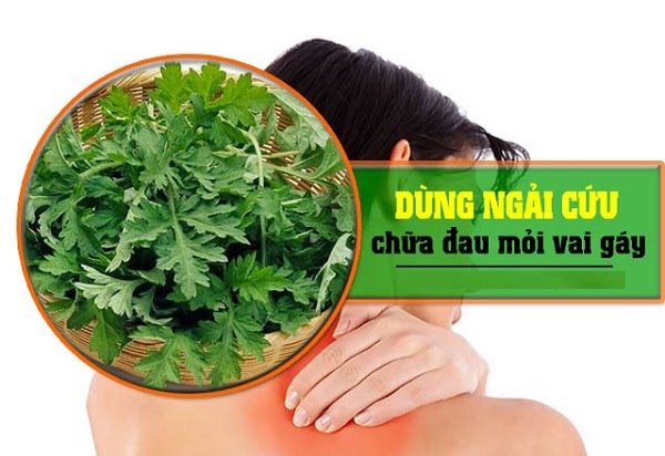 chữa đau vai gáy bằng thuốc nam với ngải cứu